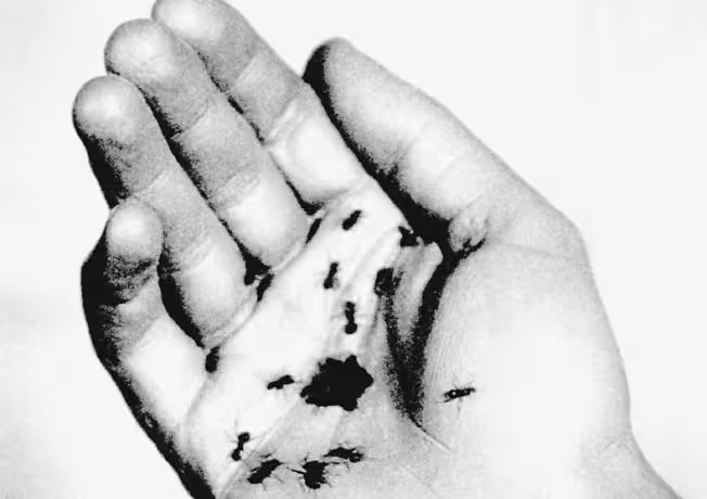 Bir Endülüs Köpeği filminde avuç içinden çıkan karıncalarla bilinçdışını simgeleyen sahne, IMDb